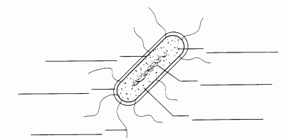 Prokaryotes Bacteria Worksheet Answers Awesome Lab Test 1 Labs 1 4 Biology 112 with Salandy at