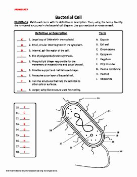 Prokaryotes Bacteria Worksheet Answers Beautiful Bacterial Cell Worksheet by A Thom Ic Science