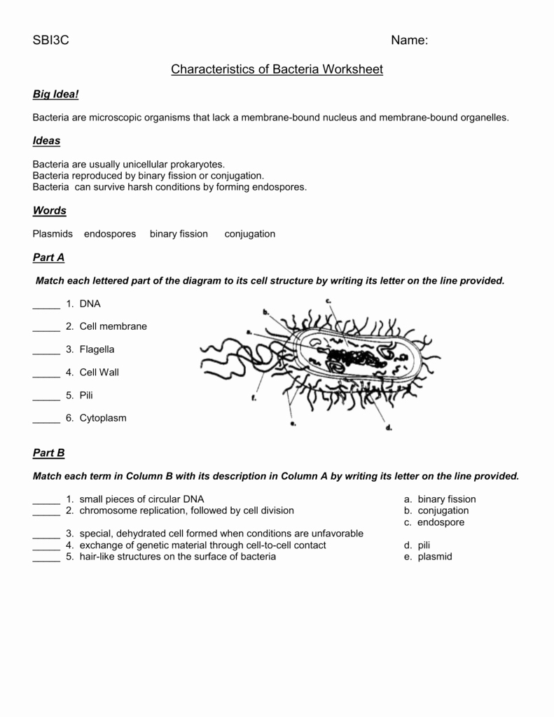 Prokaryotes Bacteria Worksheet Answers Beautiful Worksheet Characteristics Of Bacteria Oise is