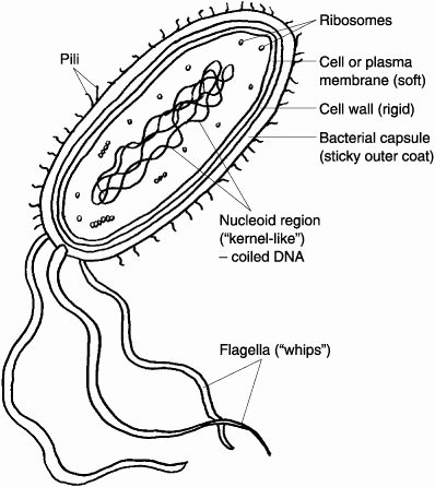 Prokaryotes Bacteria Worksheet Answers Elegant Study Help Biology and Study On Pinterest