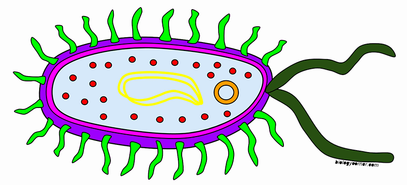 Prokaryotes Bacteria Worksheet Answers Fresh the Biology Corner