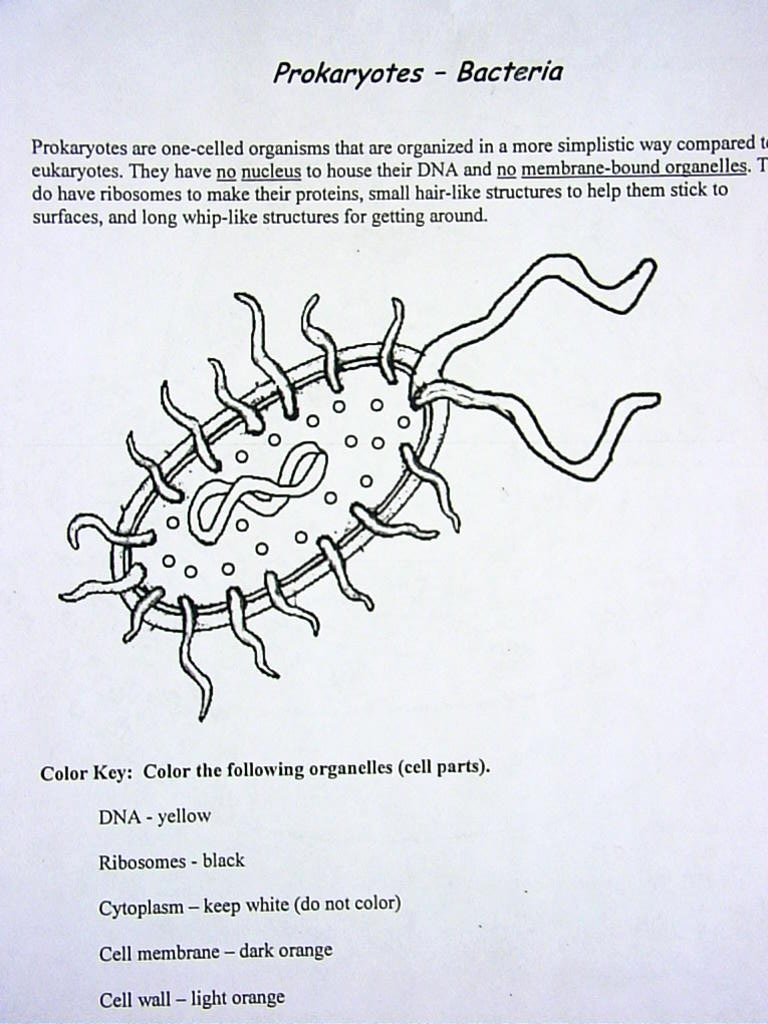 Prokaryotes Bacteria Worksheet Answers Luxury Cell Coloring Diagrams