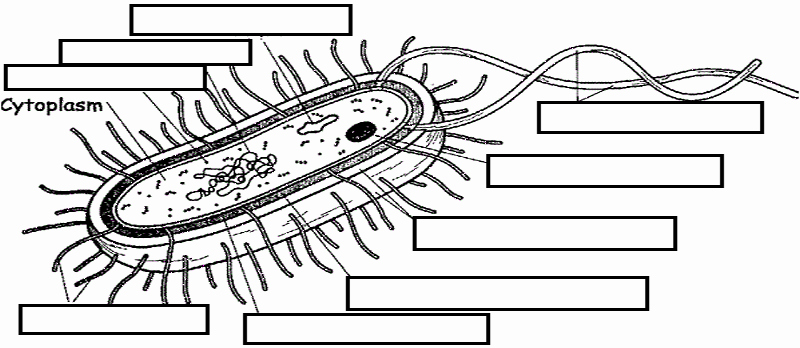 Prokaryotes Bacteria Worksheet Answers