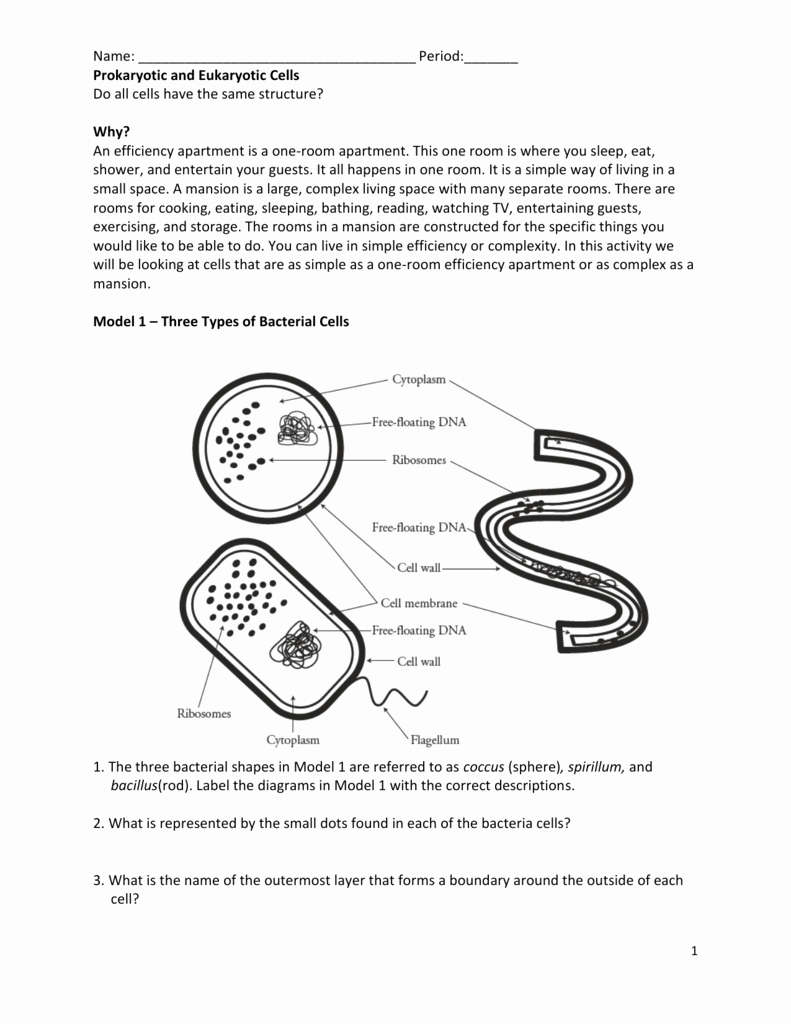 50-prokaryotes-bacteria-worksheet-answers