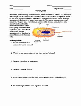 Prokaryotes Bacteria Worksheet Answers Unique Prokaryotic Cell Coloring by Kt