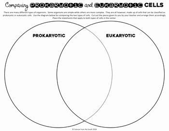 Prokaryotes Vs Eukaryotes Worksheet Best Of Paring Prokaryotic and Eukaryotic Cells Venn Diagram