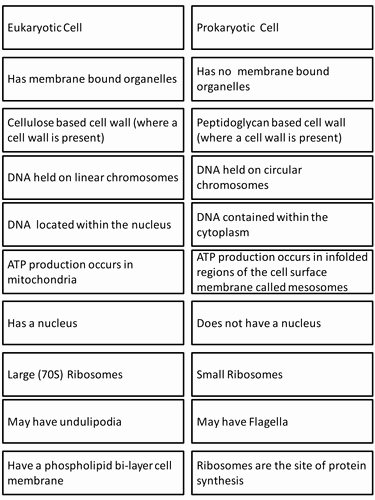 50 Prokaryotes Vs Eukaryotes Worksheet