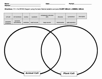 Prokaryotes Vs Eukaryotes Worksheet Best Of Prokaryote Eukaryote Animal Plant Cell by Mrs G Classroom