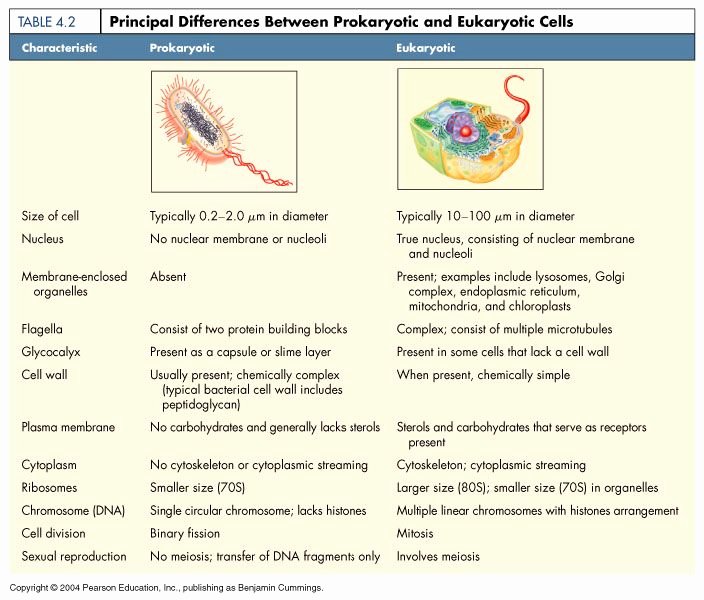 Prokaryotes Vs Eukaryotes Worksheet Elegant 20 Best Images About Prokaryotic Vs Eukaryotic On