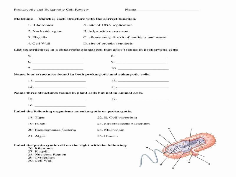 50 Prokaryotes Vs Eukaryotes Worksheet Chessmuseum Template Library