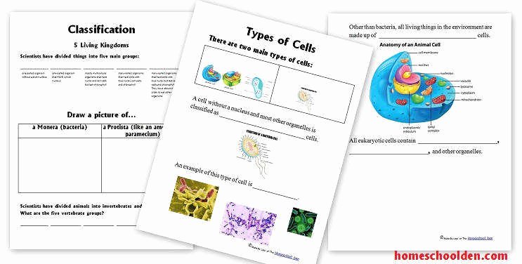 Prokaryotic and Eukaryotic Cells Worksheet Awesome Prokaryotic and Eukaryotic Cells Worksheet