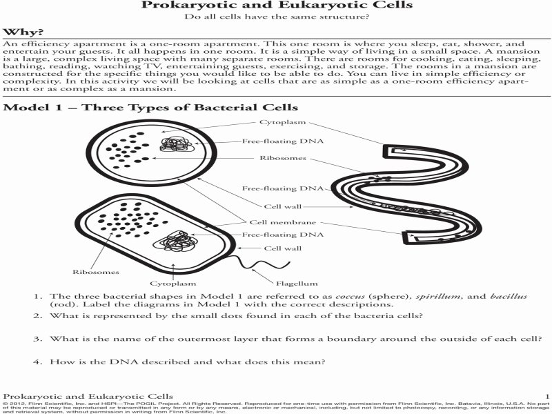 Prokaryotic and Eukaryotic Cells Worksheet Best Of Prokaryotic and Eukaryotic Cells Worksheet Free