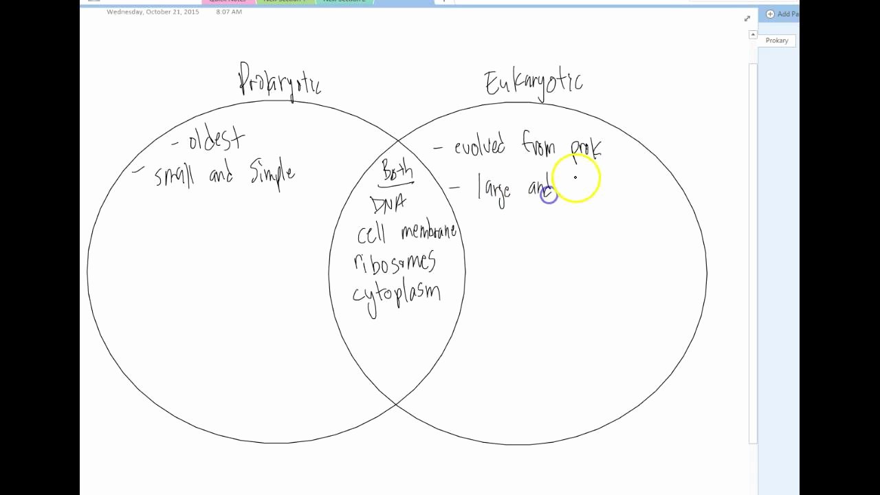 Prokaryotic and Eukaryotic Cells Worksheet Inspirational Answers Prokaryotic Vs Eukaryotic Venn Diagram