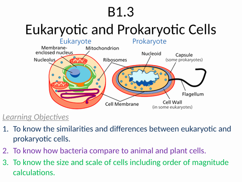 Prokaryotic and Eukaryotic Cells Worksheet Lovely B1 3 Eukaryotic and Prokaryotic Cells by Sbhatti82