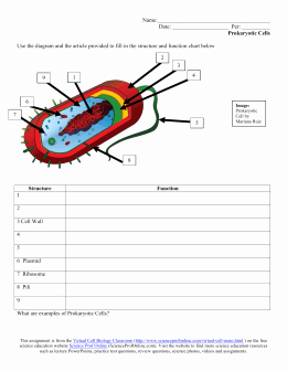 Prokaryotic and Eukaryotic Cells Worksheet Lovely Prokaryote and Eukaryote Worksheet