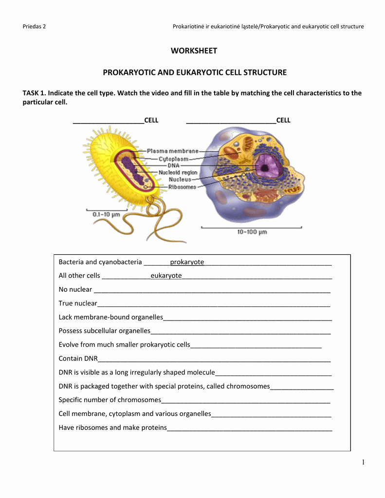 Prokaryotes And Eukaryotes Worksheet