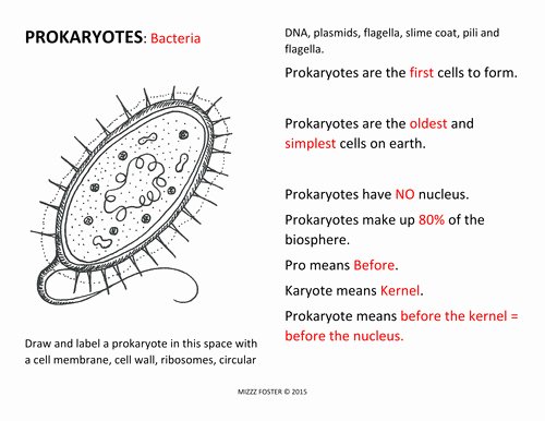 Prokaryotic and Eukaryotic Cells Worksheet Unique Prokaryotic and Eukaryotic Cells Worksheet
