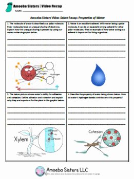 Properties Of Water Worksheet Biology Elegant Properties Of Water Select Handout Answer Key by Amoeba