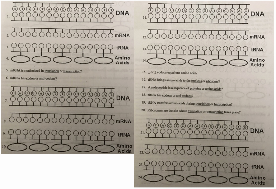 Protein Synthesis Practice Worksheet Awesome Transcription and Translation Practice Worksheet for Each