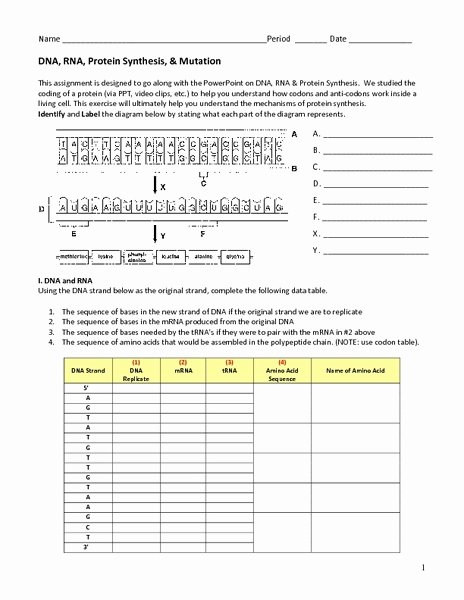 Protein Synthesis Practice Worksheet Best Of Dna Rna Protein Synthesis &amp; Mutation Worksheet for 9th