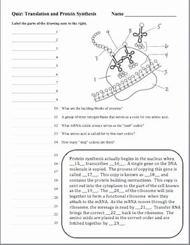Protein Synthesis Practice Worksheet Elegant Dna Deoxyribonucleic Acid Rna Protein Synthesis