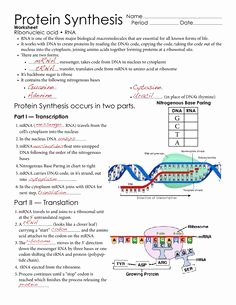 Protein Synthesis Practice Worksheet Elegant Eukaryotic Cell Structure and Function Chart Google