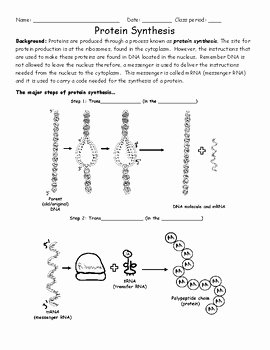 Protein Synthesis Practice Worksheet Elegant Protein Synthesis Worksheet by Activelearning