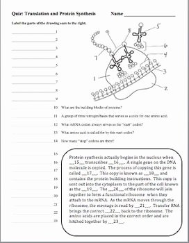 Protein Synthesis Practice Worksheet Inspirational Dna Deoxyribonucleic Acid Rna Protein Synthesis