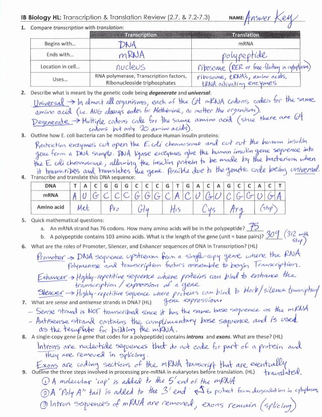 Protein Synthesis Practice Worksheet Luxury Ib Protein Synthesis Review Key 2 7 7 2 7 3