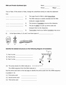Protein Synthesis Practice Worksheet New Rna and Protein Synthesis Quiz Biology