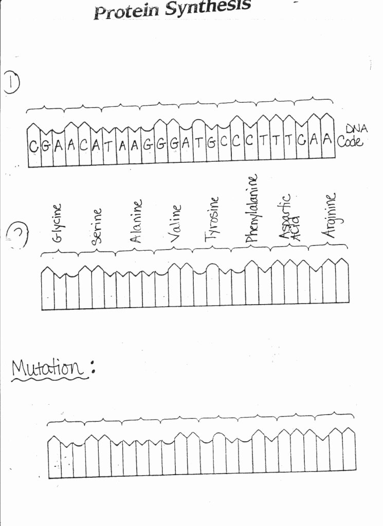 Protein Synthesis Practice Worksheet New Simple Dna Rna Protein Synthesis and Mutation Worksheet
