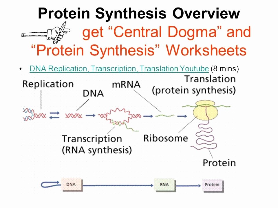 Protein Synthesis Practice Worksheet New Worksheet Dna Rna and Protein Synthesis