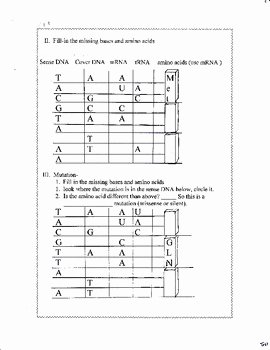 Protein Synthesis Practice Worksheet Unique Dna Replication and Protein Synthesis Worksheet Test
