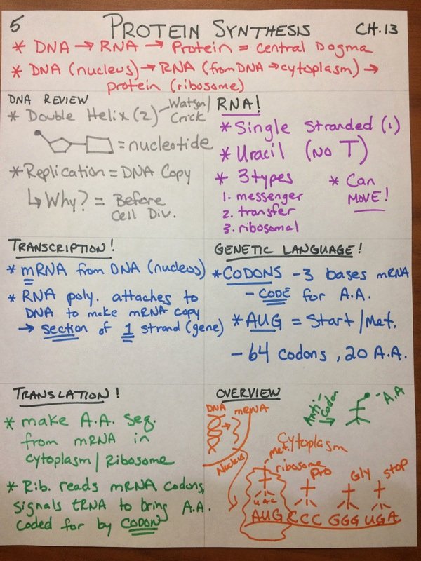 Protein Synthesis Review Worksheet Answers Awesome Pap Dna and Protein Synthesis Flashes Biology