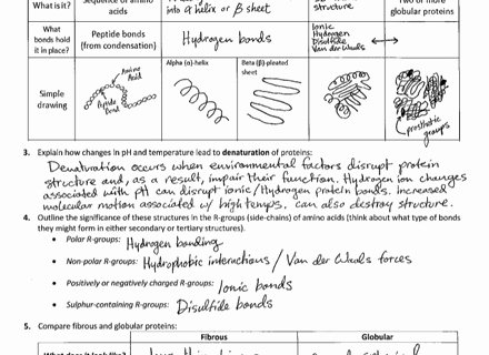 Protein Synthesis Review Worksheet Answers Beautiful Jpeg 408kb Protein Synthesis Review Worksheet Answer Key