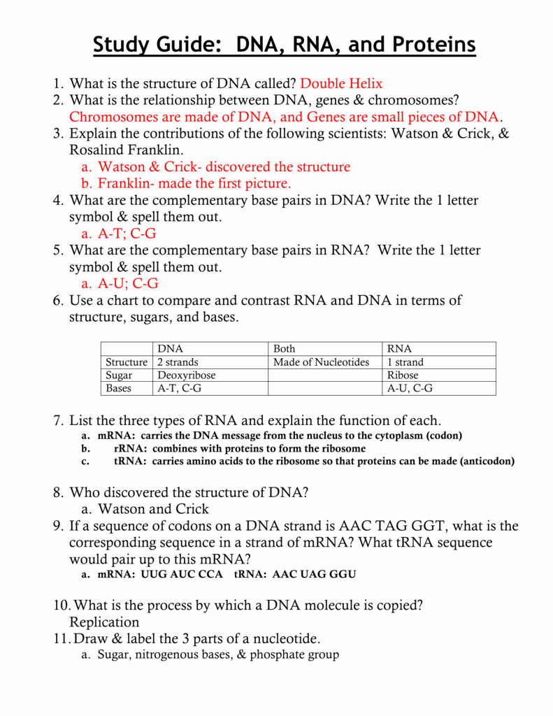 Protein Synthesis Review Worksheet Answers Best Of Dna Rna Proteins Starts with Worksheet Answers