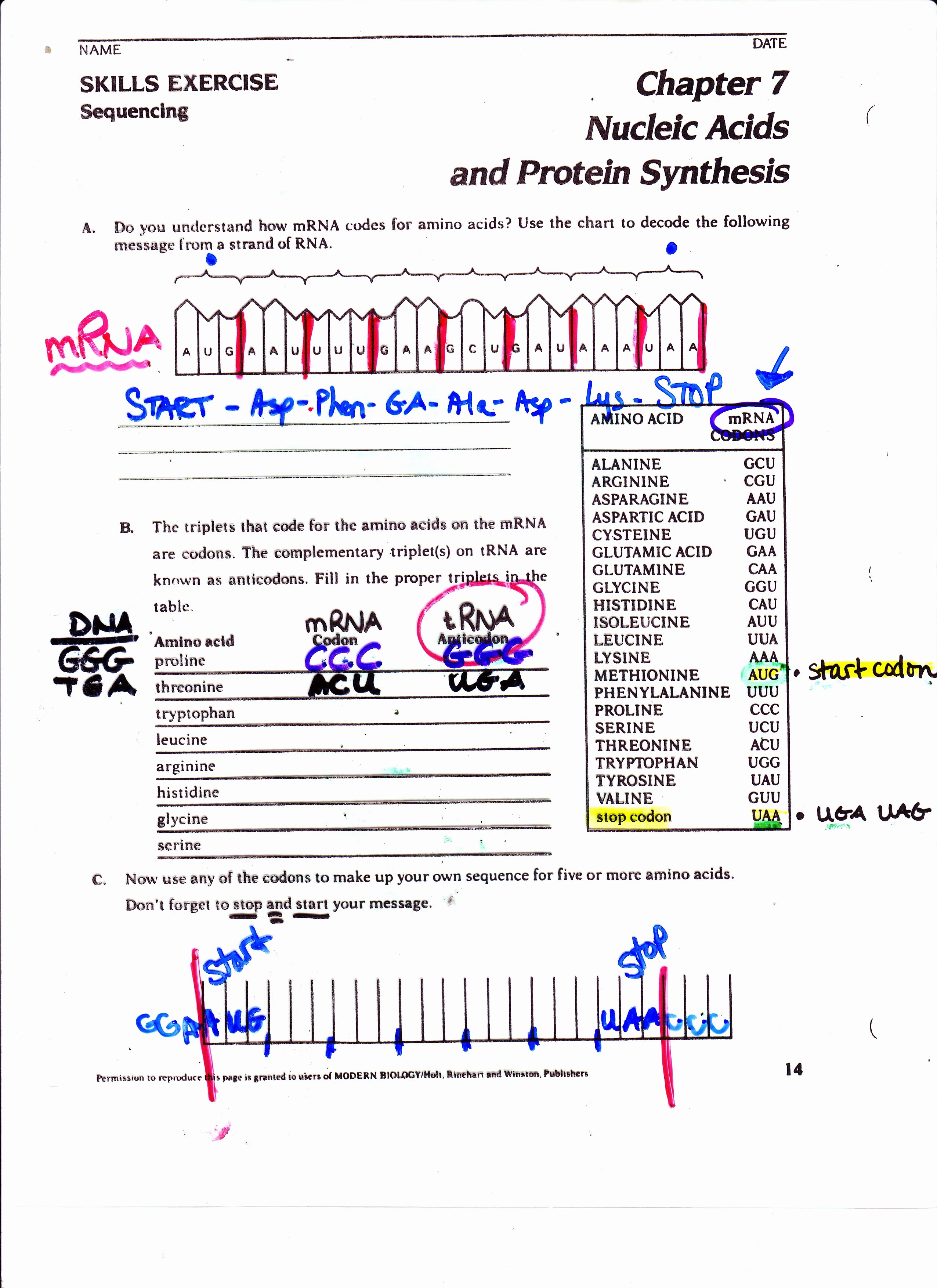 50 Protein Synthesis Review Worksheet Answers