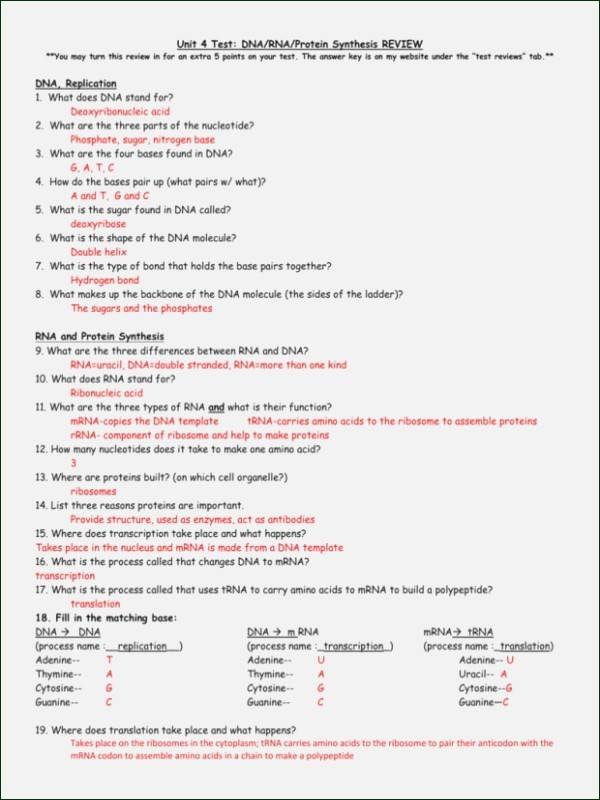 Protein Synthesis Review Worksheet Answers Inspirational Phases the Cell Cycle Worksheet Answer Key