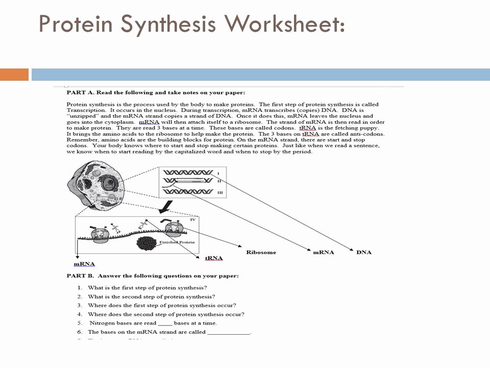 Protein Synthesis Review Worksheet Answers Inspirational Protein Synthesis Worksheet Answer Sheet Geo Kids