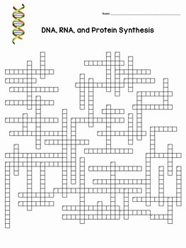 Protein Synthesis Review Worksheet Answers Lovely Dna Rna Protein Synthesis Crossword Puzzle by Amy Brown