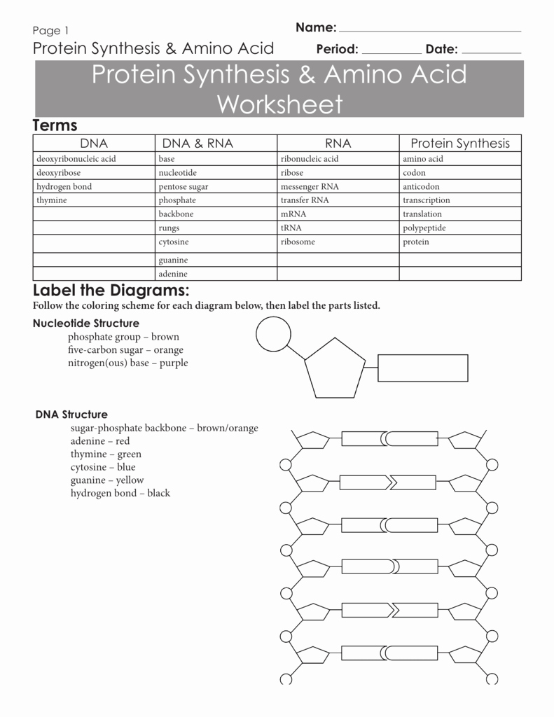 Protein Synthesis Review Worksheet Answers New Codon Worksheet Answer Key