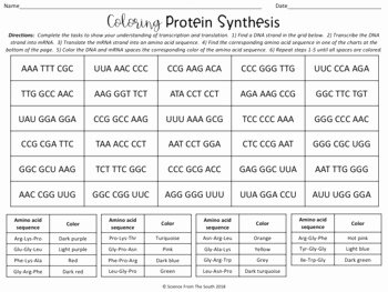 Protein Synthesis Review Worksheet Answers New Protein Synthesis Worksheet