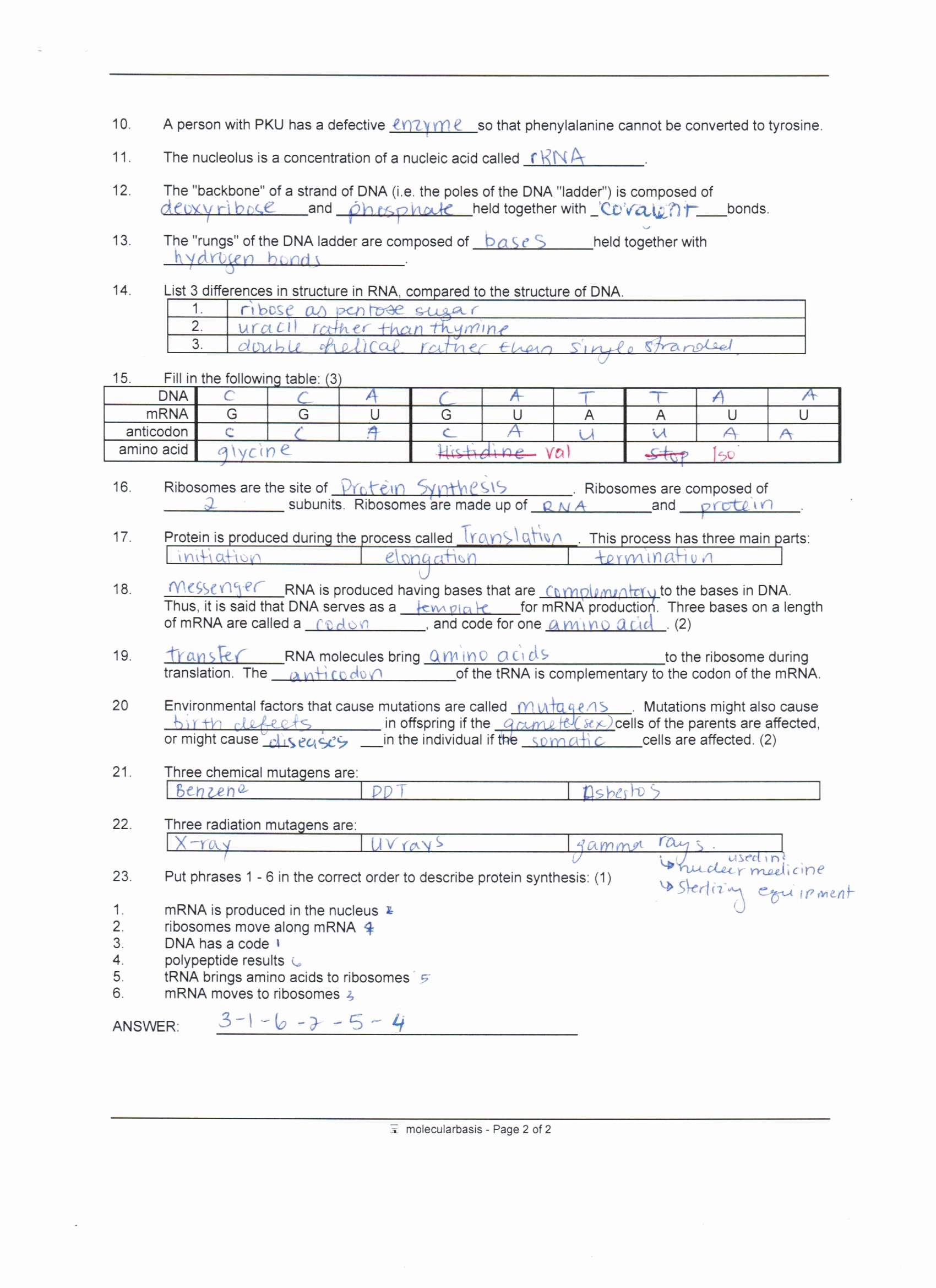 Protein Synthesis Review Worksheet Answers Unique Answer Key Dna Protein Synthesis and Mutations Review
