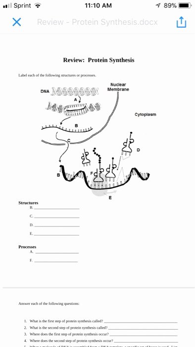 Protein Synthesis Review Worksheet Awesome solved Il Sprint 1 10 Am × Review Protein Synthes