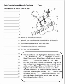 Protein Synthesis Review Worksheet Beautiful Translation and Protein Synthesis Quiz or Review by Amy