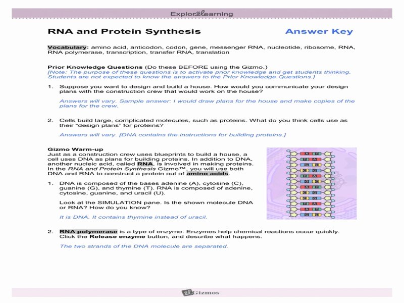 Protein Synthesis Review Worksheet Fresh Protein Synthesis Review Worksheet Answers Free Hth
