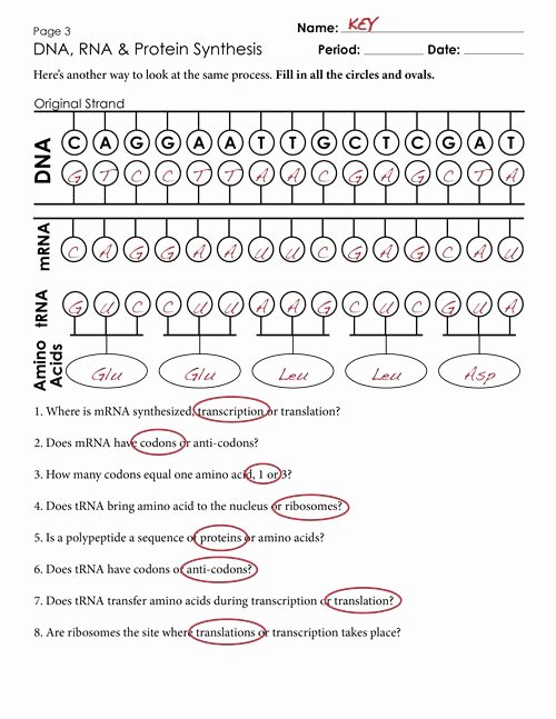 Protein Synthesis Review Worksheet Lovely 17 Best Ideas About Dna Synthesis On Pinterest