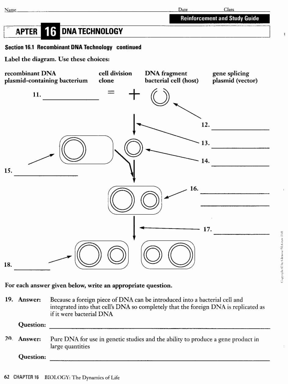 Protein Synthesis Review Worksheet Lovely Dna Structure and Replication Review Worksheet