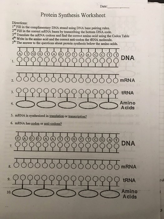 50 Protein Synthesis Worksheet Answer Key 