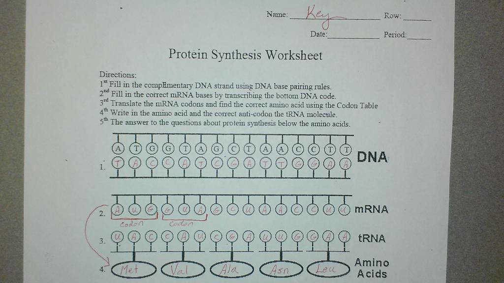 Protein Synthesis Worksheet Answer Key Best Of Protein Synthesis Worksheet